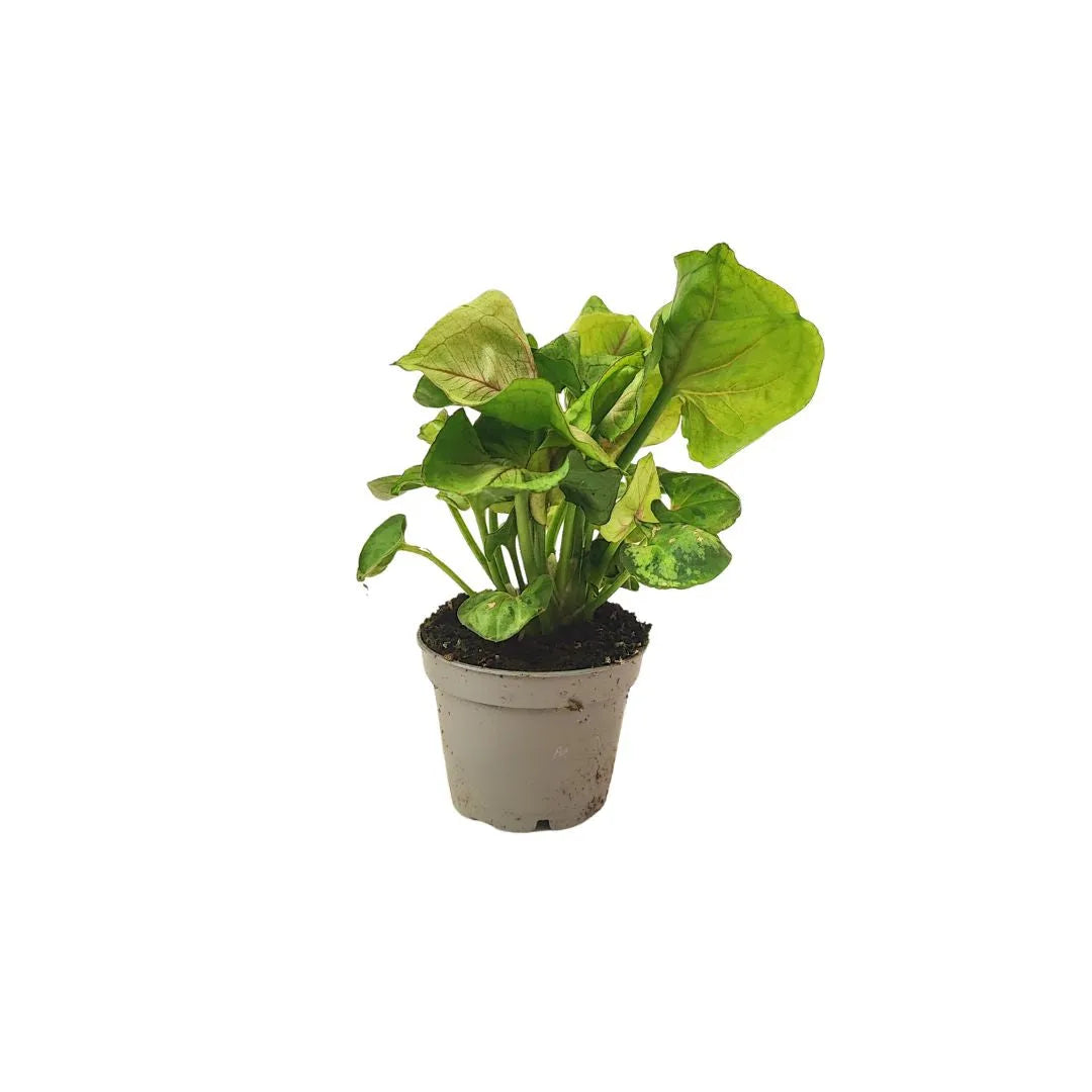 una piantina di  Syngonium posta in un vaso grigio 