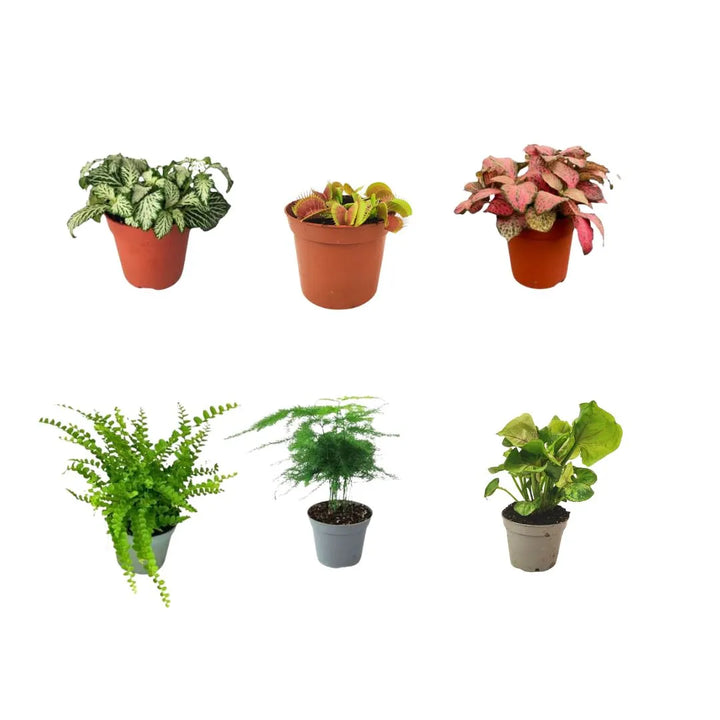 Set 6 piantine per terrarium con nepenthes pianta carnivora e fittonie - composizione green
