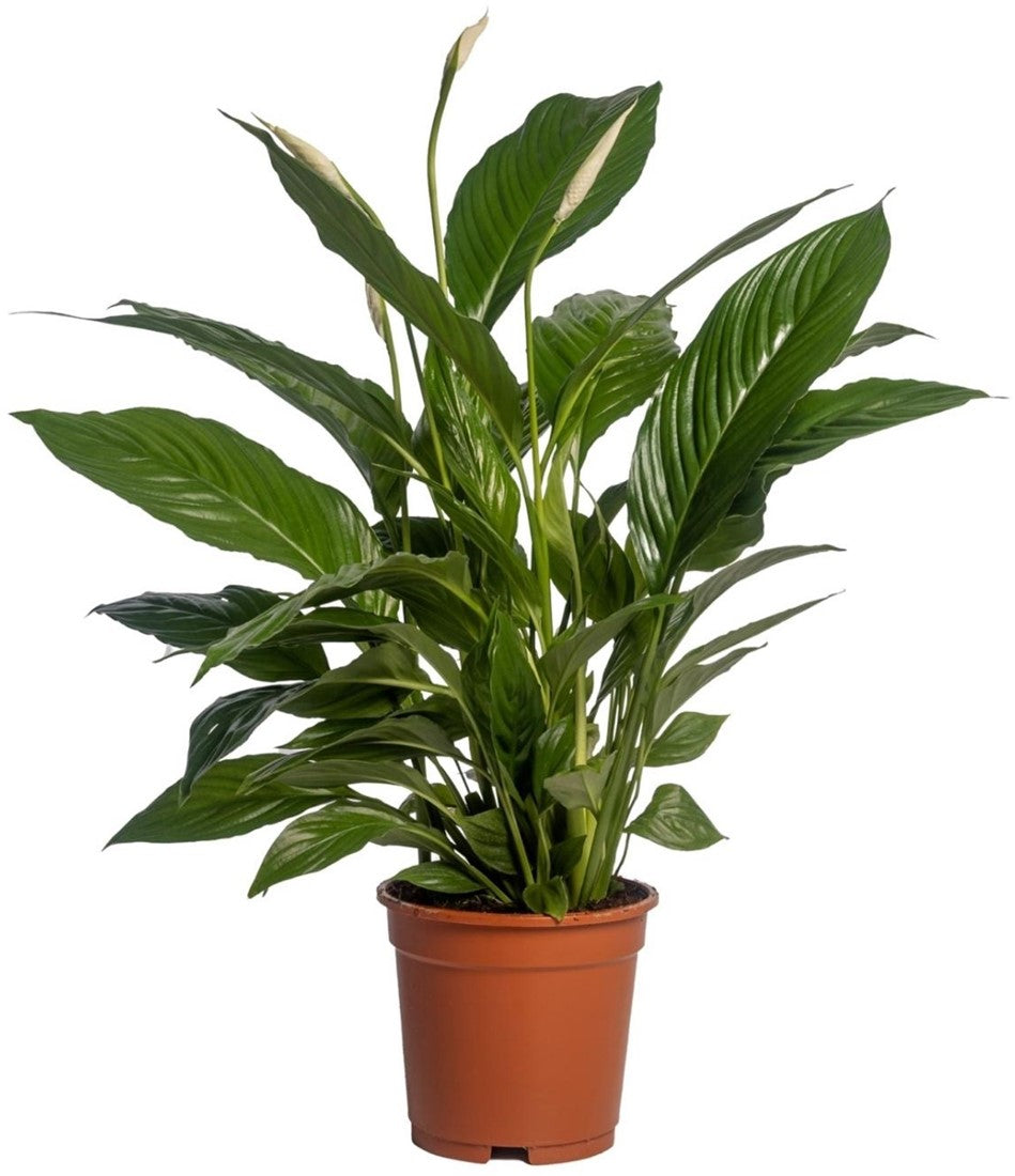 Spathiphyllum Vivaldi D.19 H.75 cm