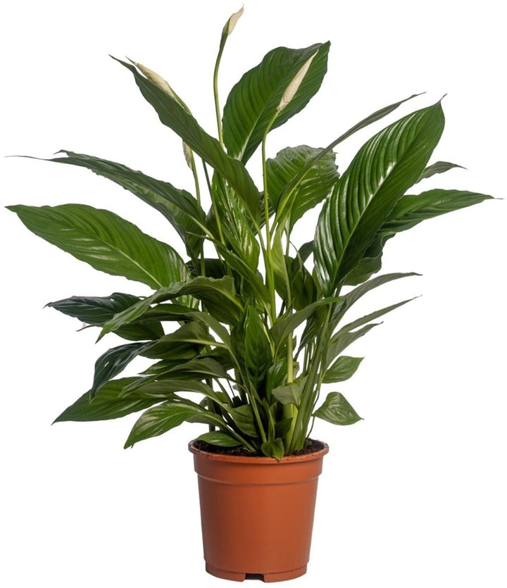Spathiphyllum Vivaldi D.19 H.75 cm