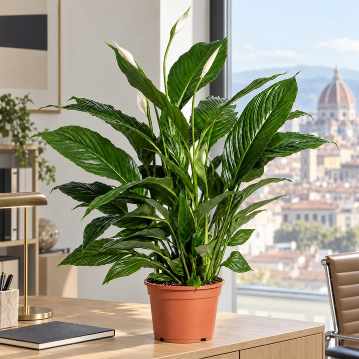 Spathiphyllum Vivaldi in vaso da 19 cm sulla scrivania di un ufficio luminoso