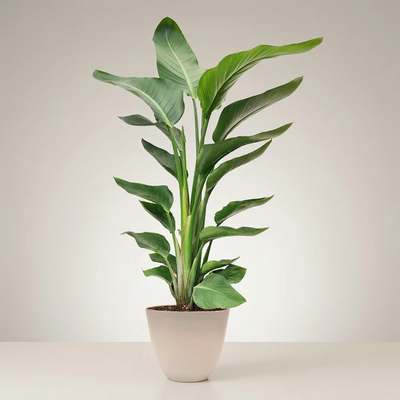 Strelitzia Nicolai 90 cm - Paradise Bird | Pianta Tropicale da Interno