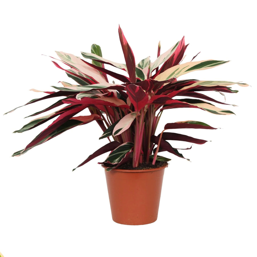 Stromanthe Triostar - pianta da interno variopinta in vaso da 19 cm, altezza 80 cm