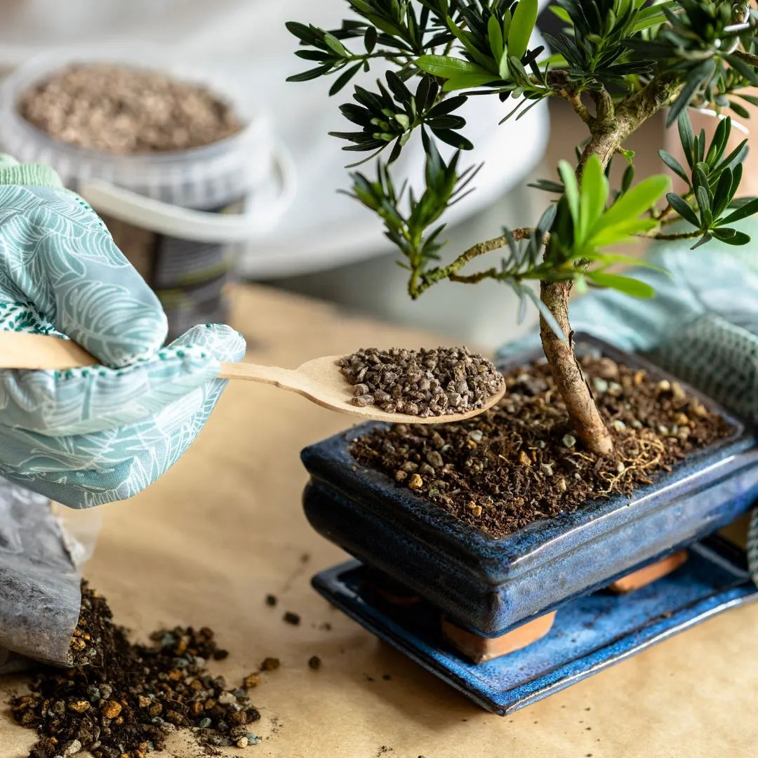 Mano con guanto che applica substrato Terrabonsai su bonsai in vaso smaltato blu

