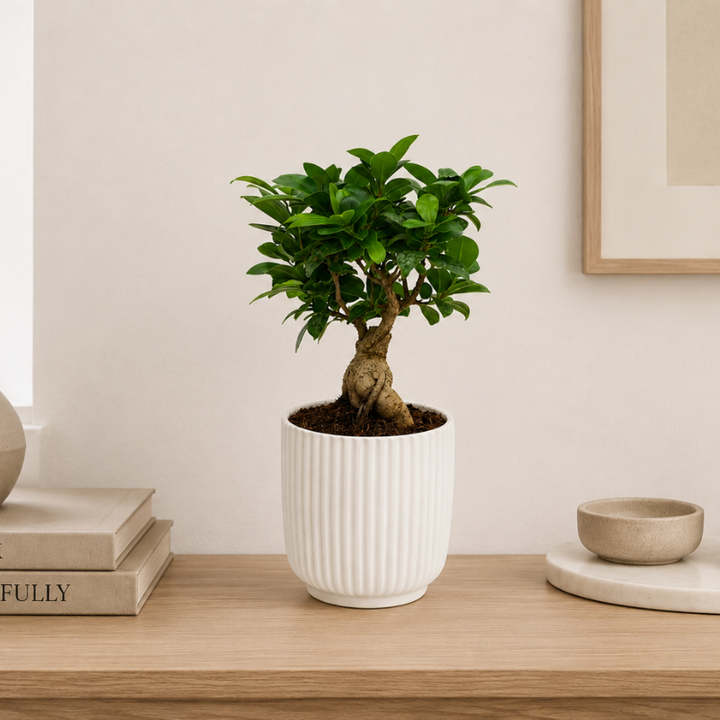 Bonsai ficus ginseng in vaso Pitti D.12 H.30 cm