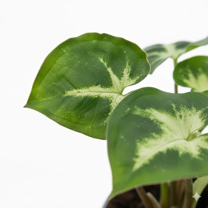 Dettaglio foglie di Syngonium variegato mini - texture e colori verde e crema
