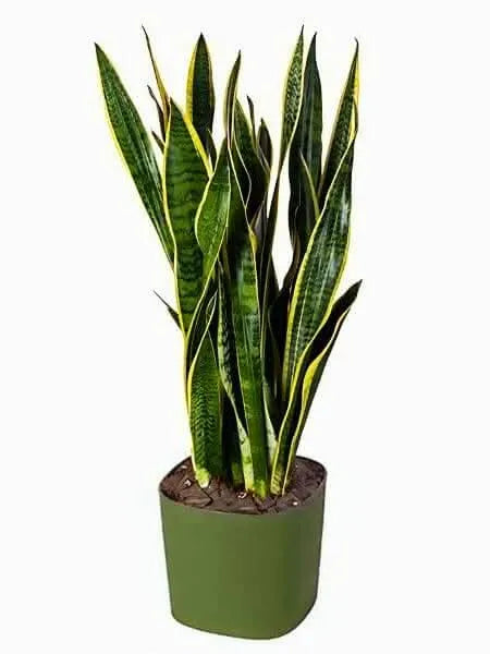 Sansevieria Laurentii 80 cm in vaso decorativo, vista laterale su sfondo chiaro