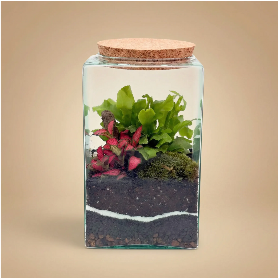 Terrarium Musae 12x20 con fittonia rosa, felce e muschio, tappo sughero