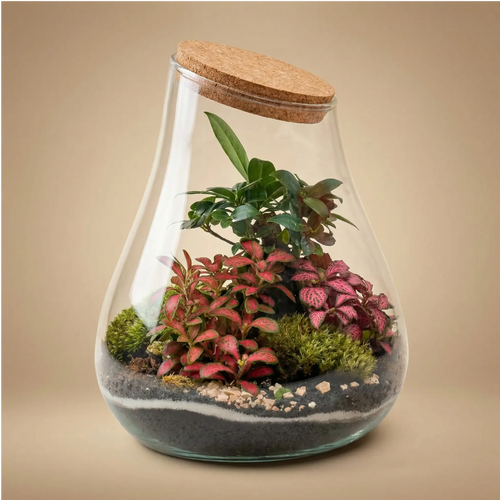Terrarium a goccia in vetro con Fittonia rosa, Ficus Ginseng e tappo in sughero