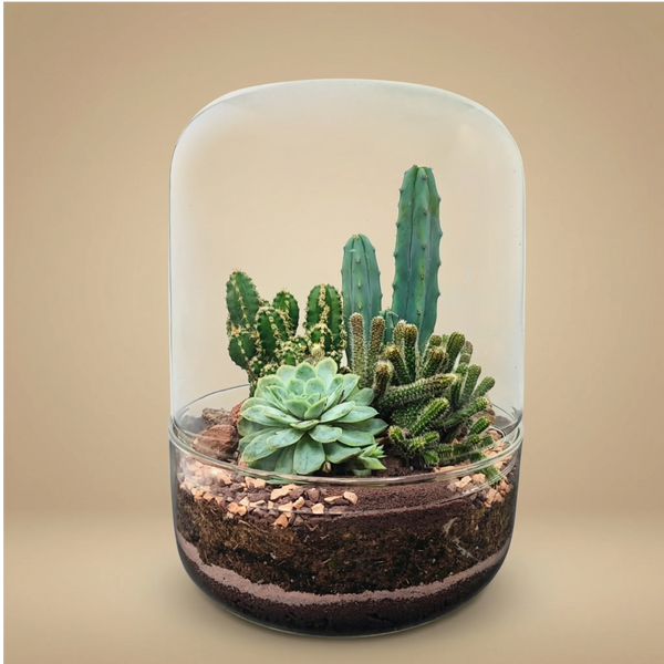 Terrarium Adèle avec plantes succulentes