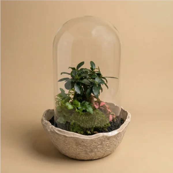 Terrarium avec grande cloche en verre