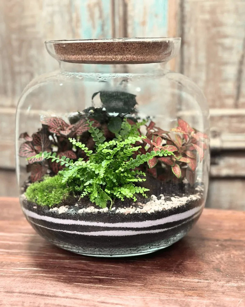 grand terrarium plante Kit Terrarium Grand Ø22×26 Extra Sans Plantes I Giardini di Giulia — i Giardini di Giulia