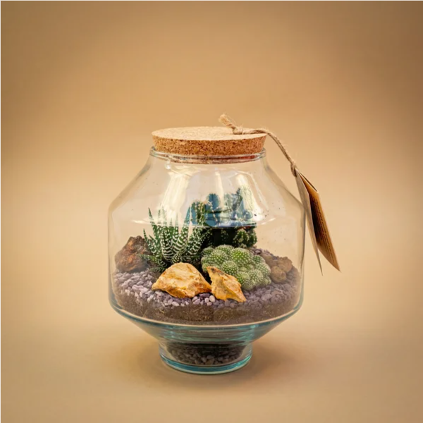 Terrarium con cactus e haworthia in vaso vetro sferico con tappo sughero su sfondo beige caldo