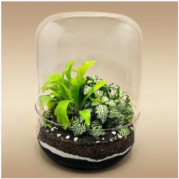 Terrarium avec plantes vertes