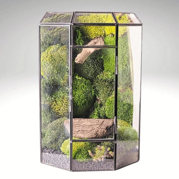 Terrarium Cascata Verde con Muschio Stabilizzato