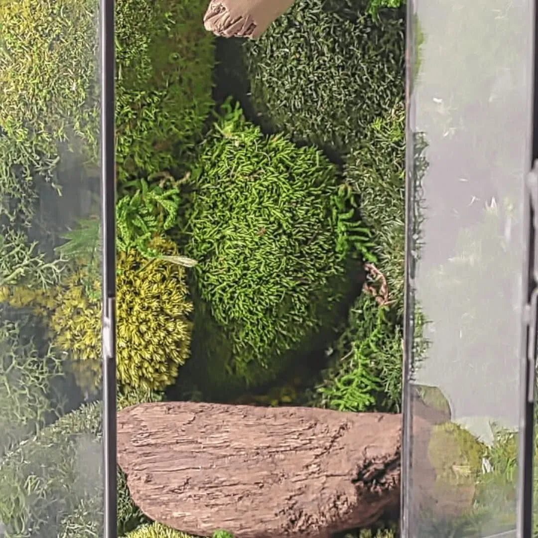 Terrarium Cascata Verde con Muschio Stabilizzato - i Giardini di Giulia