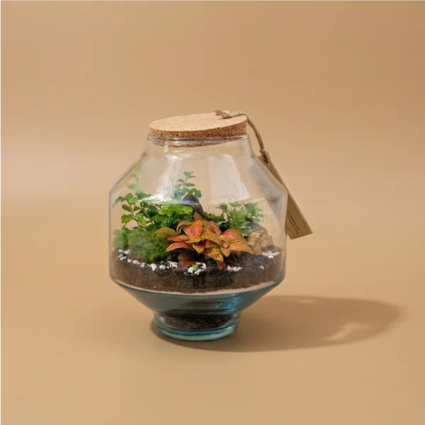 Terrarium Noah avec plantes vertes