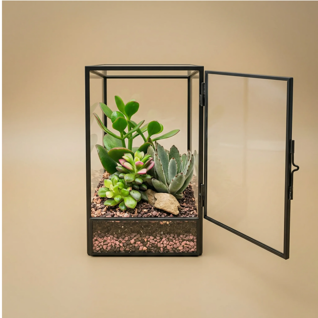 Terrarium géométrique d'Elisa avec plantes succulentes