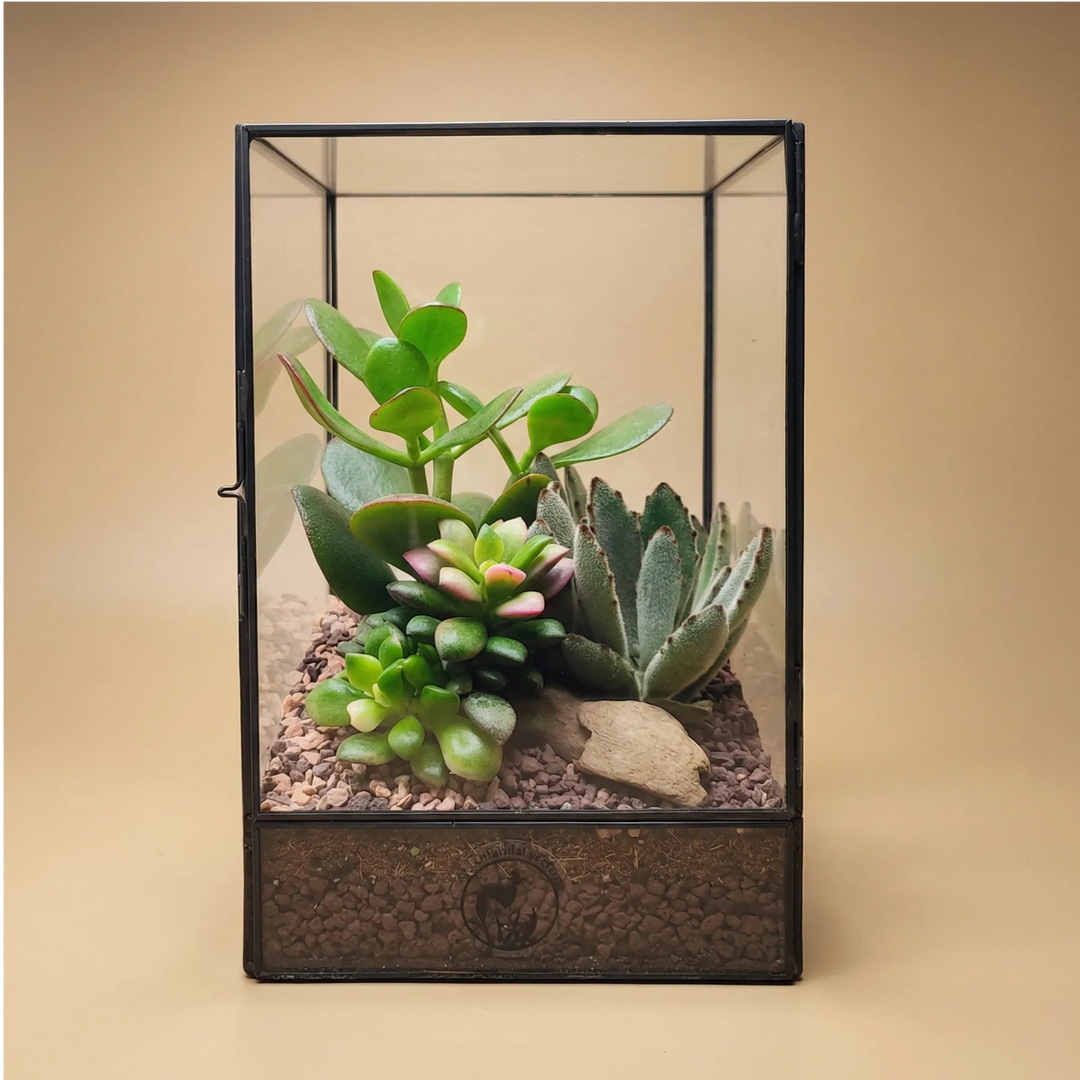 Terrarium géométrique d'Elisa avec plantes succulentes