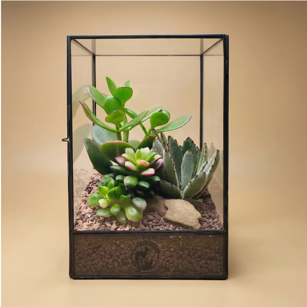 Terrarium geometrico Elisa con piante grasse