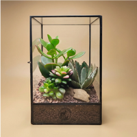 Terrarium geometrico Elisa con piante grasse