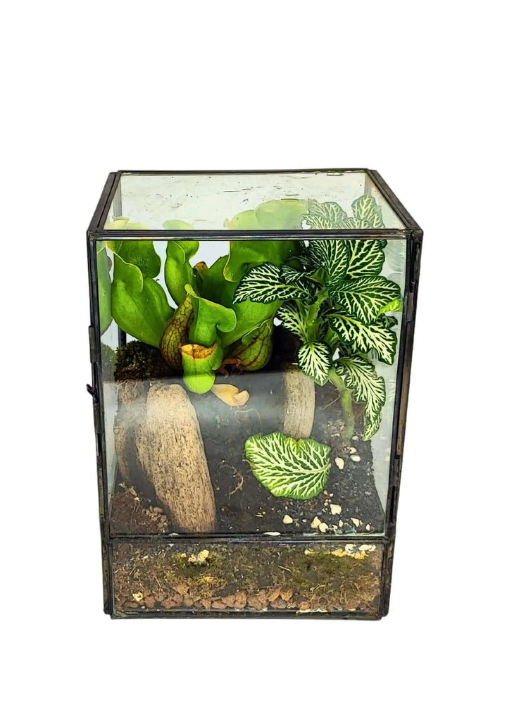 Terrarium geometrico Angolo Verde 2TR075 - i Giardini di Giulia