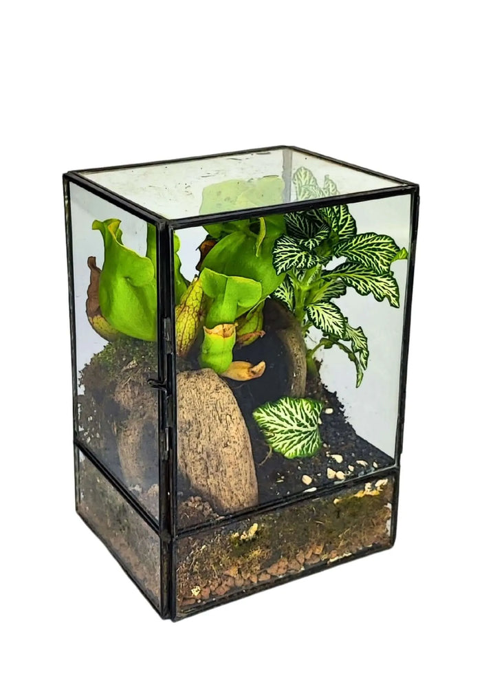 Terrarium geometrico Angolo Verde 2TR075 - i Giardini di Giulia