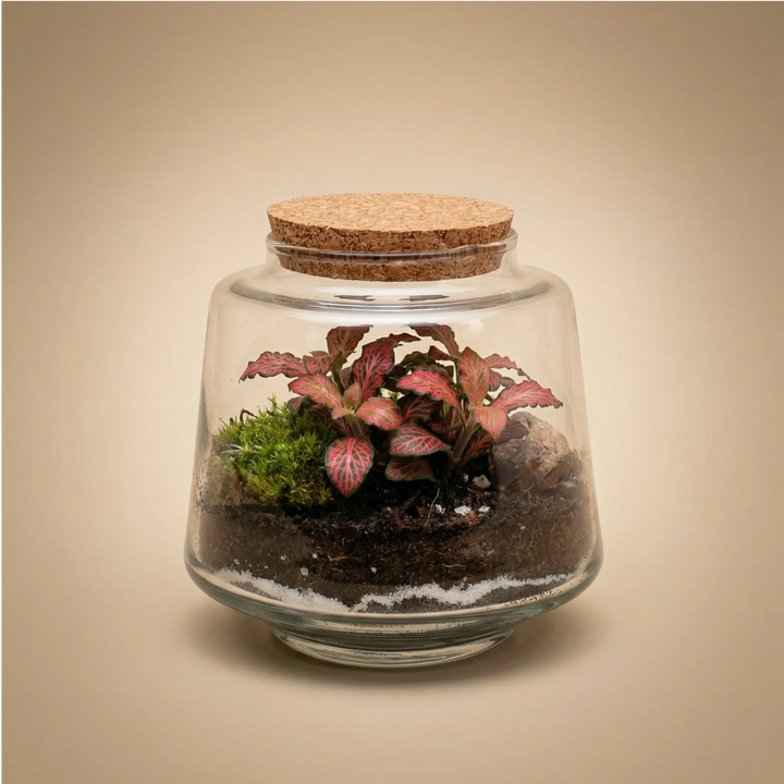 Terrarium Hortus con fittonia rossa e muschio in vaso di vetro con tappo in sughero