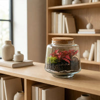 Terrarium Fittonia su mensola in soggiorno, idea regalo green originale