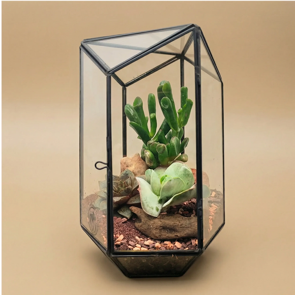 Terrarium géométrique d'iris avec plantes succulentes