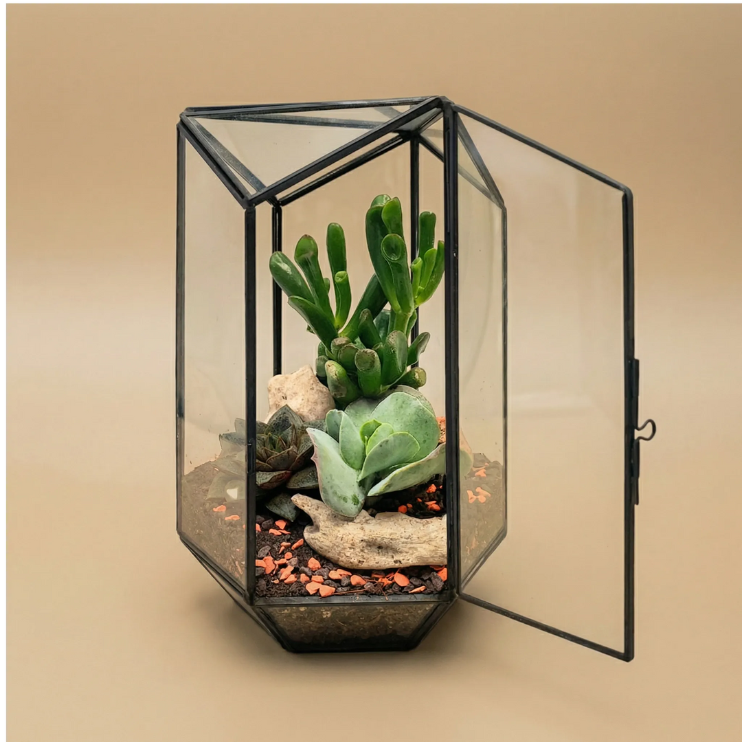 Terrarium géométrique d'iris avec plantes succulentes