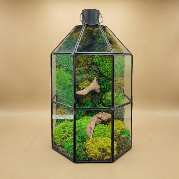 Terrarium géométrique en forme de lanterne verte avec mousse stabilisée