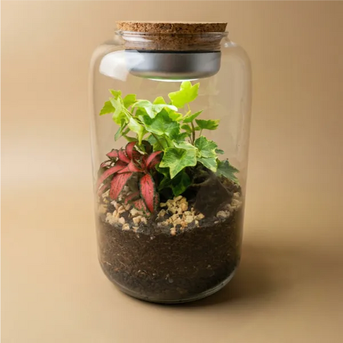 Terrarium Lumina in vetro alto 30 cm con edera verde e Fittonia rosa