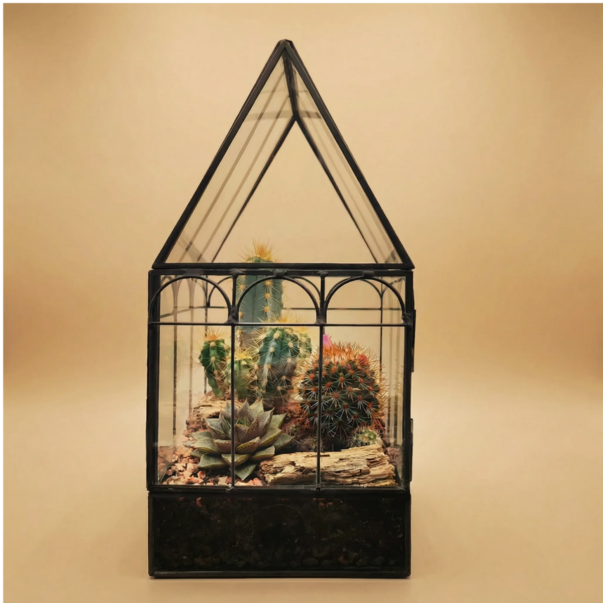 Mix Di 20 Cactus - Piante Grasse Per Interni In Vaso 5.5cm