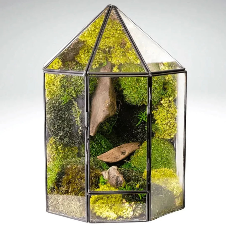Terrarium Mini Voliera con Muschio Stabilizzato MS60 - i Giardini di Giulia