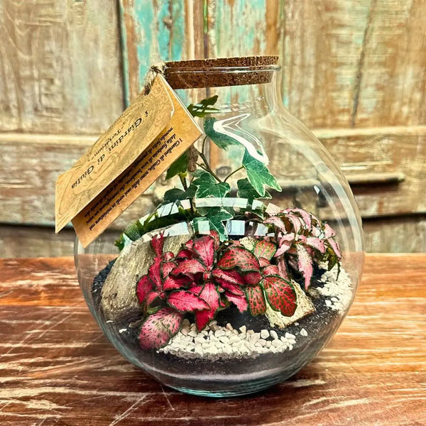 Terrarium Nicole 047