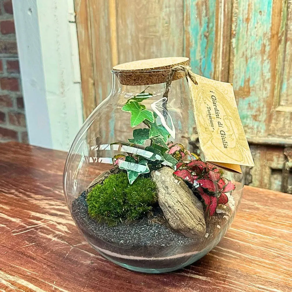 terrarium plante truffaut Nicole Terrarium Élégance verte pour la maison et le bureau — i Giardini di Giulia