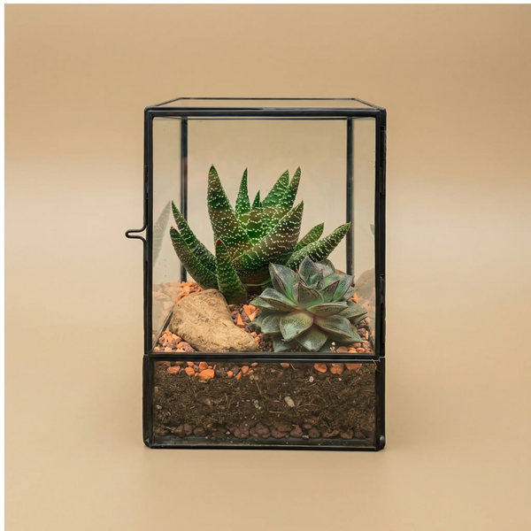 Terrarium géométrique Nora avec plantes succulentes