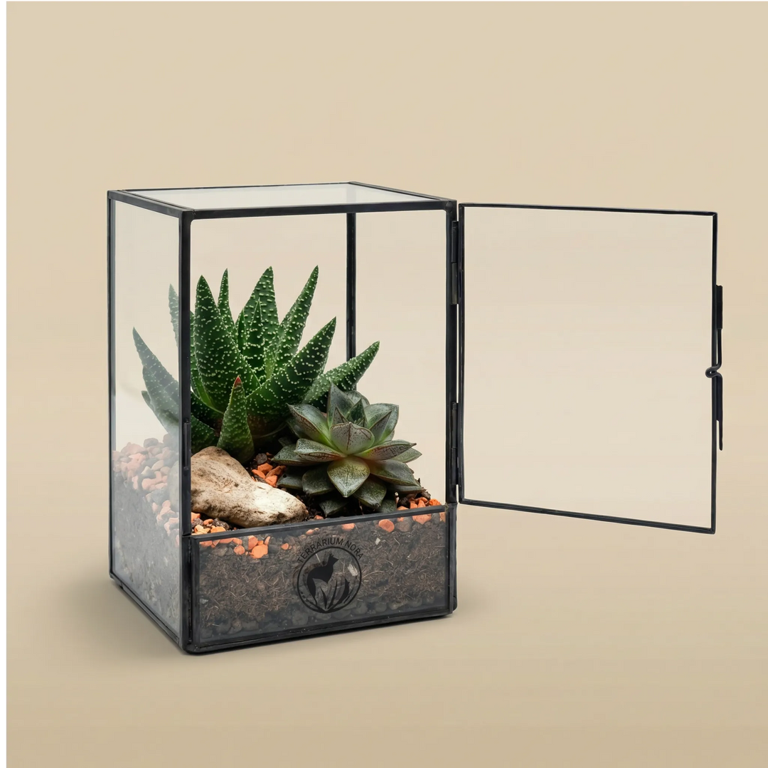 Terrarium Nora porta aperta mostra Aloe Haworthia succulente pietra decorativa. Vetro metallo nero design geometrico. Accesso facile cura piante.