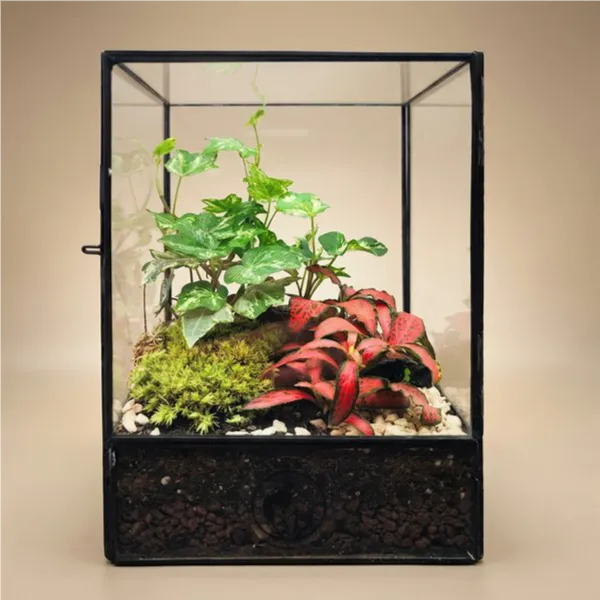 Terrarium Aventure Verte