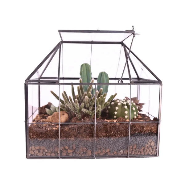 Serre-terrarium avec plantes succulentes 061G