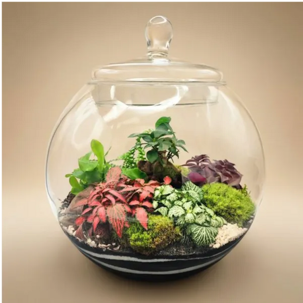Terrarium d'Inès avec des plantes vertes