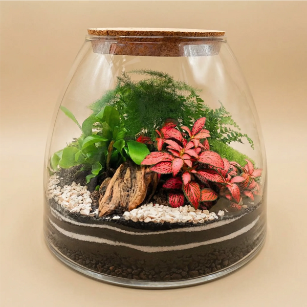 Terrarium "Havre Tropical"