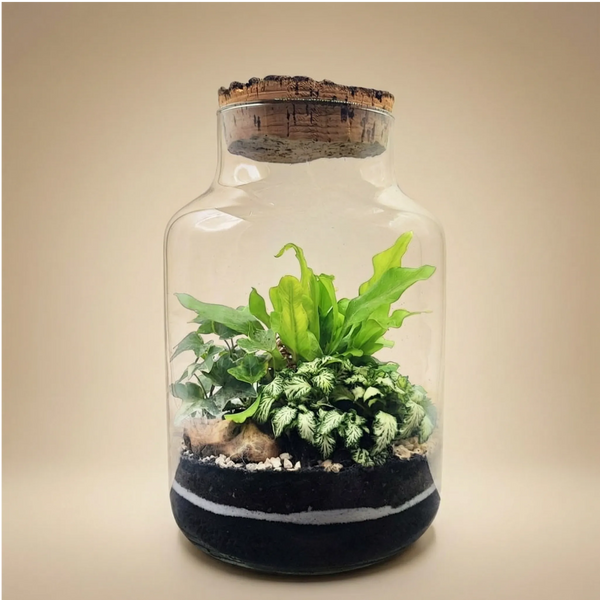 Terrarium Zefira avec plantes vertes