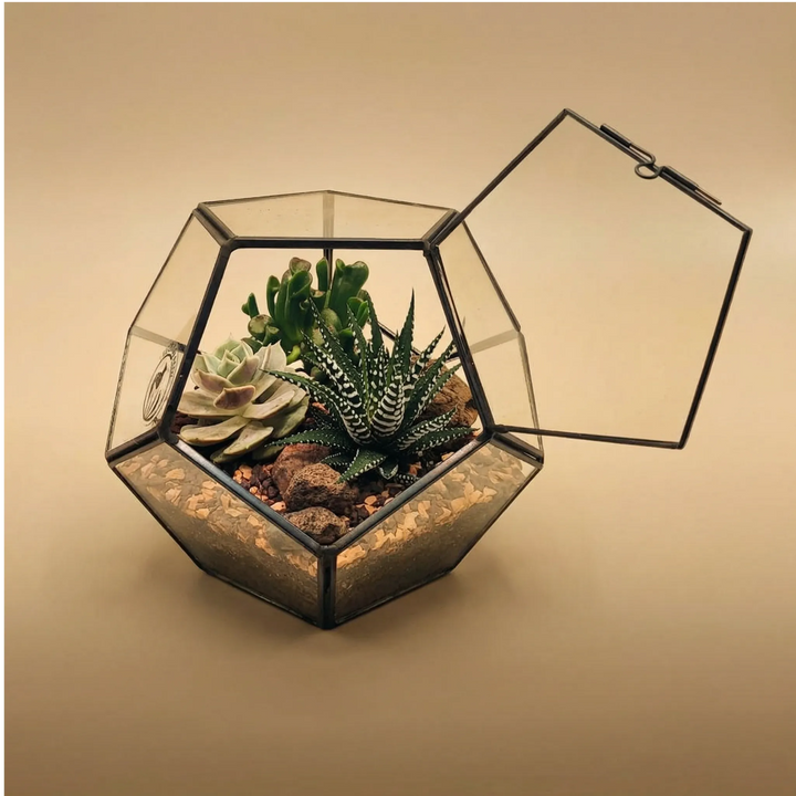 Terrarium Zoe esagonale top aperto mostra Crassula Jade Haworthia zebrata succulenta rosetta. Metallo nero vetro. Cura facile accesso pratico.