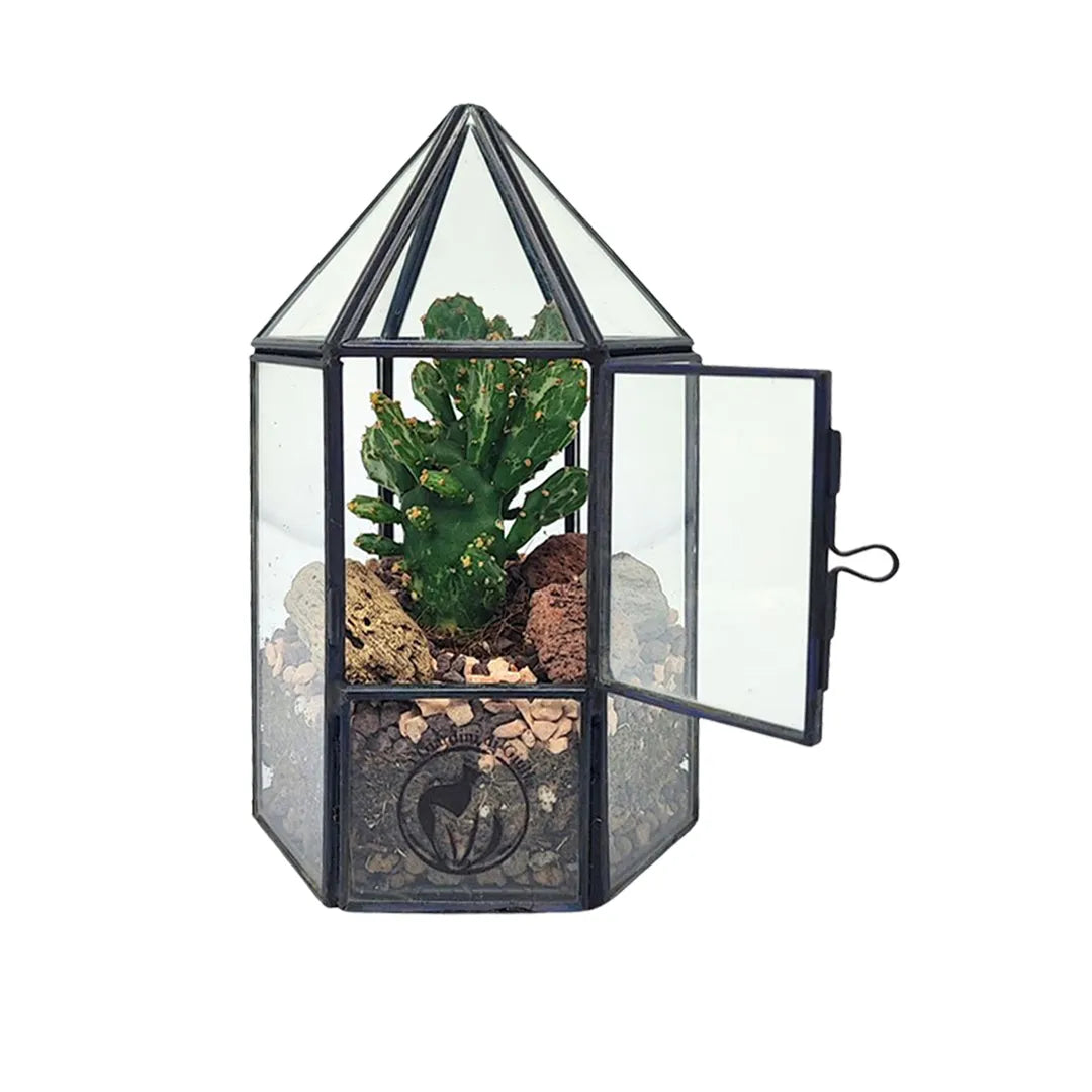 Terrarium da interno con piante grasse in vetro aperto, dettagli di sabbia e pietre