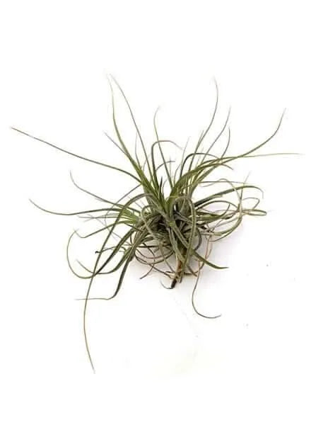 Groupe Tillandsia Schiedeana