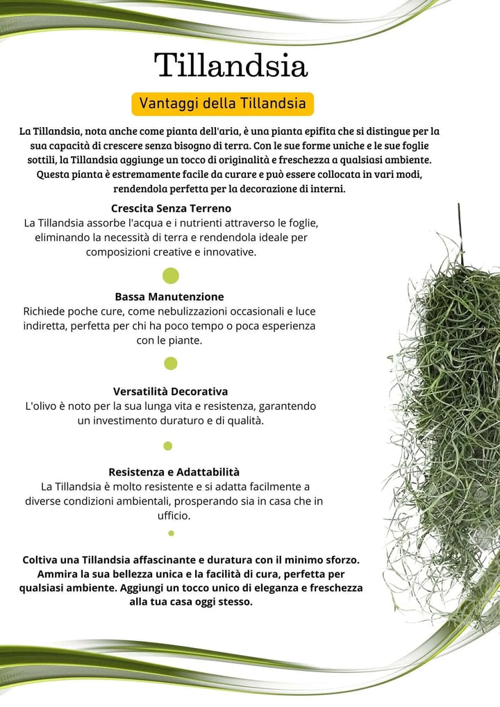 Infografica Tillandsia Usneoides: vantaggi della pianta aerea senza terreno, facile da curare, decorativa e resistente – I Giardini di Giulia