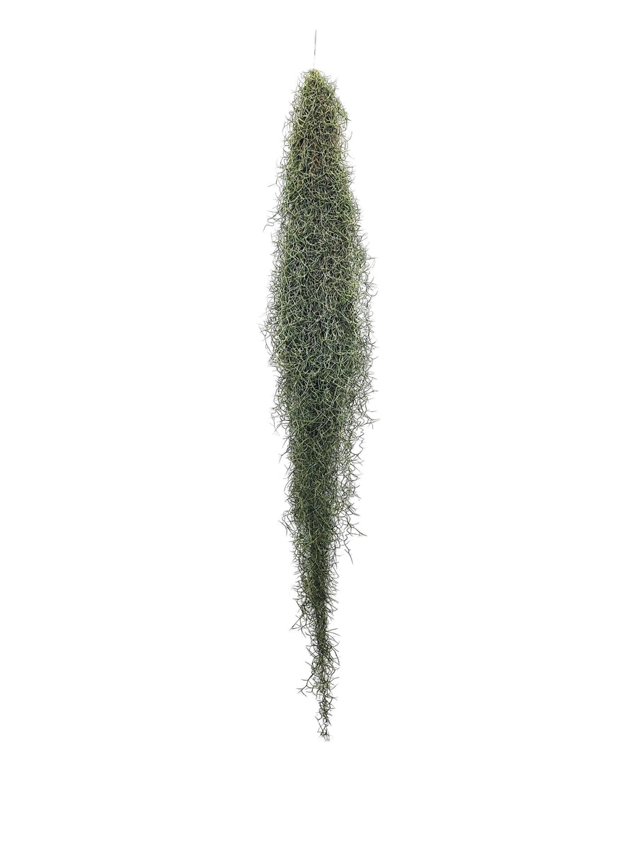 Tillandsia Usneoides (Spanish Moss) 4/6 B L - i Giardini di Giulia