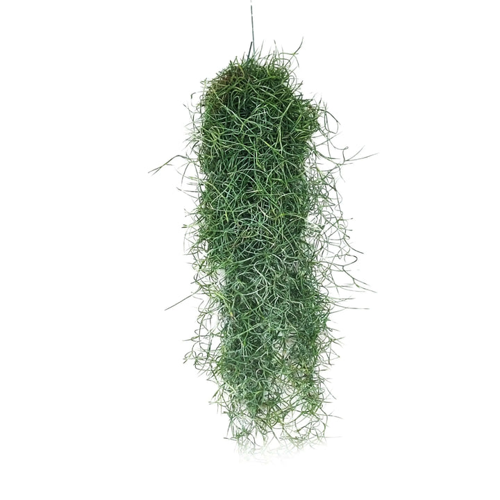 Tillandsia Usneoides (Spanish Moss) 8/10 B L - i Giardini di Giulia